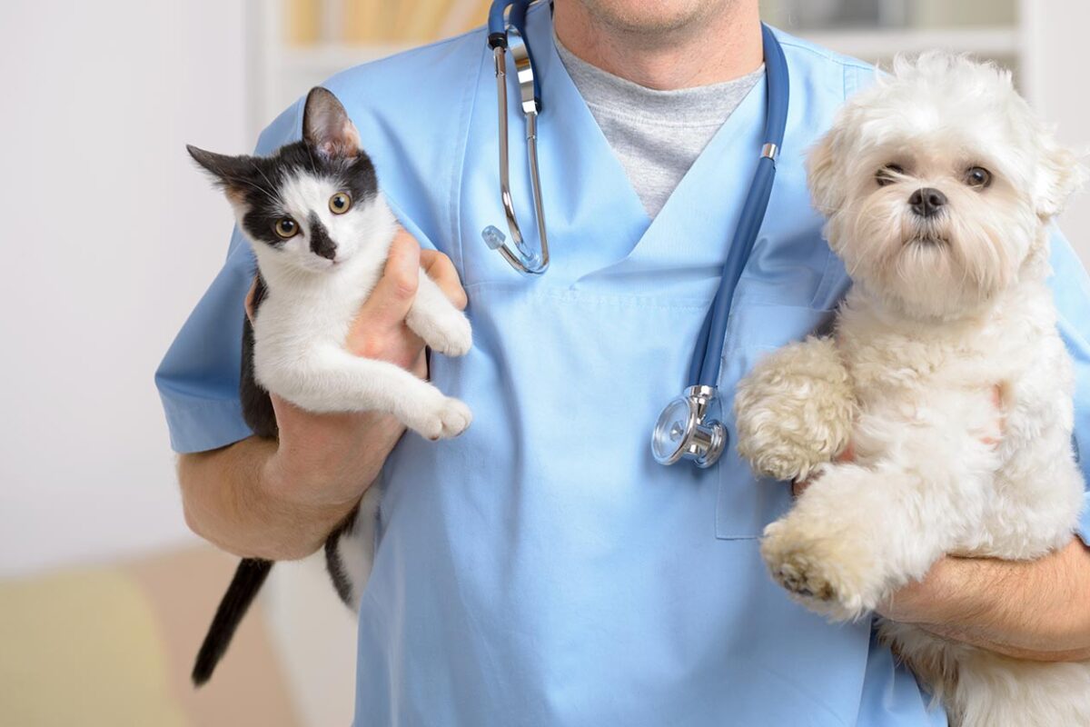 Pet Owner Guide: Finding The Best Veterinarian